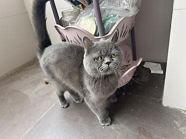 Britan, Dişi, Yaxşı əllərə, Pulsuz çatdırılma, Ünvandan götürmə