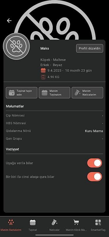 meydan itleri: Malta bolonka, 10 ay, Erkek, Cütləşmə üçün — 4