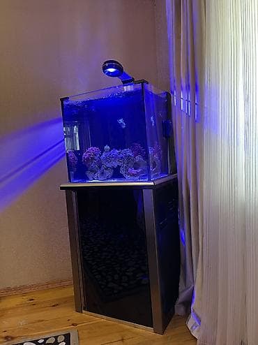 Hazir okean akvariumu satilir icinde dashi qumu 3 ilbizi musherom