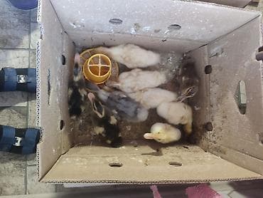 Gəmiricilər: Ördək balası 1 aylıq — 3