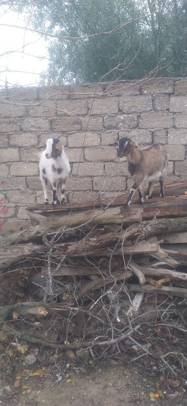 südlük inək cinsləri: Məhsul: 2 baş cırtdan keçi (balalı) - Növ: cırtdan/mini keçi - Sayı — 3