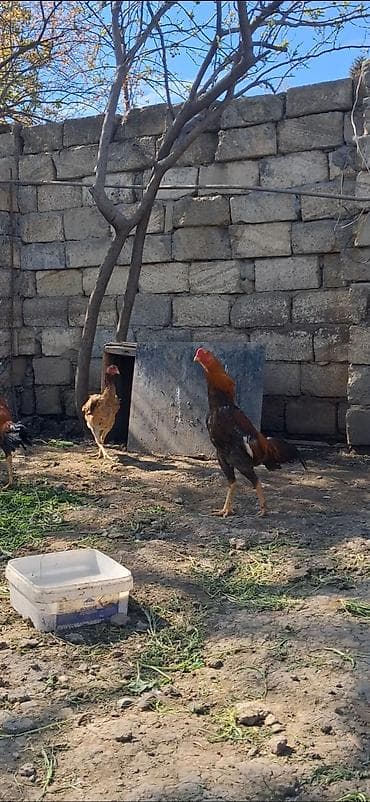 avcarka satisi: Heyratı beçə satılır 7 aylıqdı təzə təzə aylır boş bekar adamlar — 4