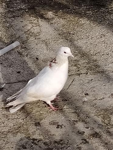 simental erkek dana: Salam bele bir boynugullu erkey satilir qus masdagadadi baadan qizma — 4