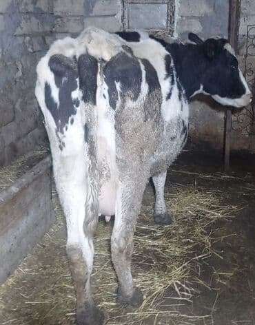 Salam 2 aydi mayalanib 3cu qarina temiz qan holsdeindi teze doganda 32