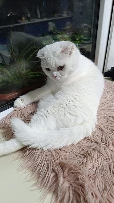 it adlari disi: Şotland yastı qulaq — 4