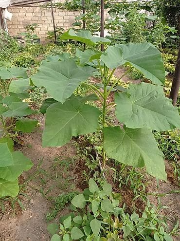 Çöl bitkiləri: Pavloniya (Adəm agaci)ağacları satılır .dunyanin ən tez böyüyən — 9