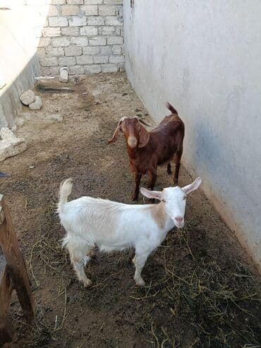 sort keciler: 2 BAŞ BOQAZ HEYVANDİ TÜRK HELEBİ VE SANEN HELEB MELEZİ İKSİDE TEKESİNİ — 4