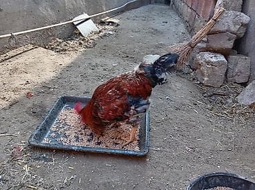 hinduska balasi satilir: Salam 8 ayliq xoruzdu tam sağlamdi öz he yetimin heyvandi banliyir — 4