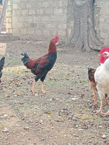 qaz ordek satisi: Səmimi həyət şəraitində saxlanılan uzunboylu, qırmızı-qara rəngli — 4