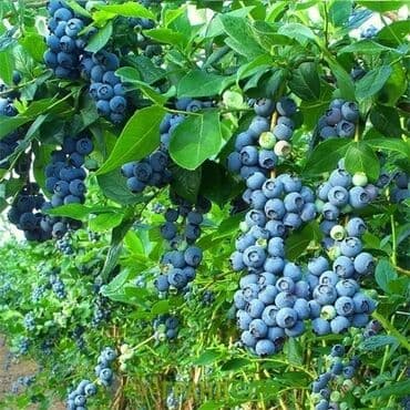 dibcək gulləri ev gulleri ve adlari: Qolubika mavi gile hazır dipceylerde mehsula düşən kollar yeni gəlib — 3