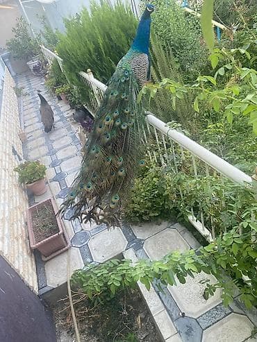 bülbül quşu haqqında məlumat: Məhsul: Göy tovuz quşları (Indian Blue Peacock – Pavo cristatus) — 3