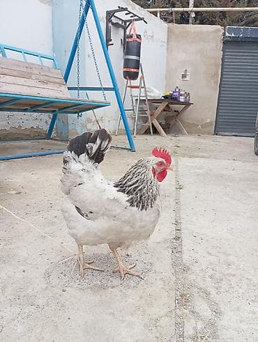 quru corek: Yumurtalıq və ətlik kənd toyuqları – qarışıq sürü. TECIli imumi 80 — 6