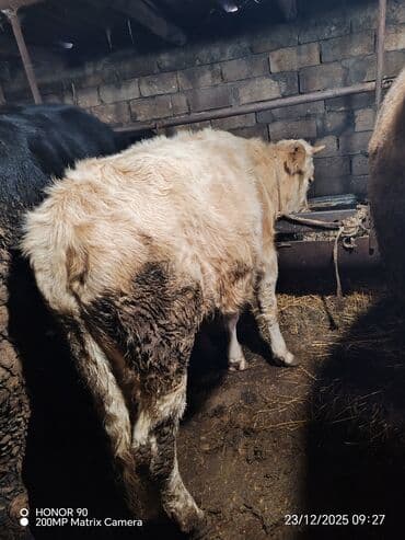 xarkov toyuqlari vikipediya: Erkək, il: 7, 230 kq, Ətlik, Ödənişli çatdırılma — 3