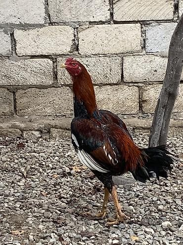 Dovşanlar: Toyuq, Damazlıq, Ödənişli çatdırılma — 3