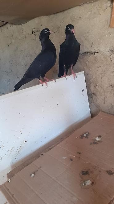 Bir cut rasiya sortu qara kekilli aq dimdik balalar satilir.qiymeti 30 — 6