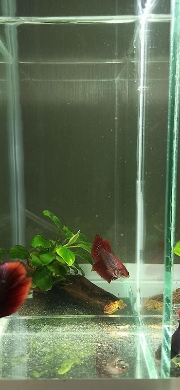bala kirpi: Betta (Petuşok balığı), Yırtıcı — 3