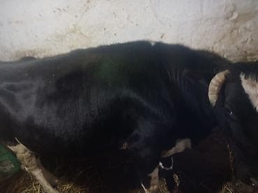 qusar inek: Əla kökdü arpa yarmasda olub — 2