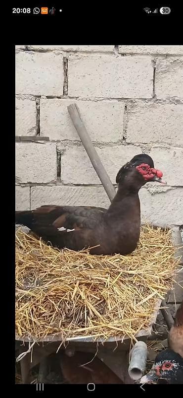 top 3 ev heyvanları: Erkək, | Lal ördək, Damazlıq — 1