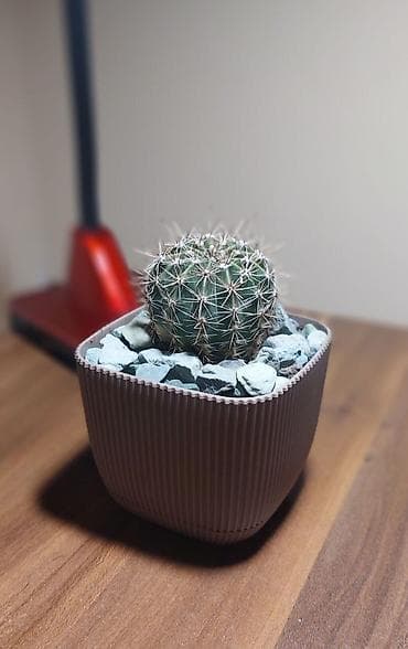 Qara plastik qabda olan bu şirəli bitki otağınıza və ya ofisinizə