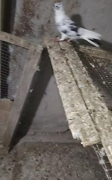 irşad electronics tovuz: Çil erkeydi hazir qizğin erkeydi tam sağlam qusduunvan Gence — 3