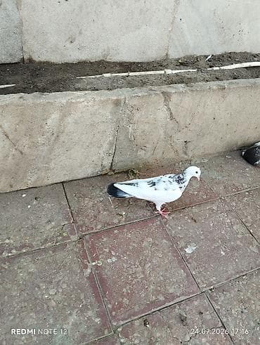 goyercin sekli cekmek: Əbrəş boyun maya tutulmadir — 8