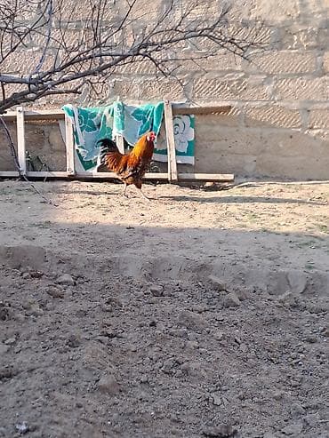 Məhsul: Xoruz Wilson Təsvir: - Rəng: qırmızı-qəhvəyi bədən, qara