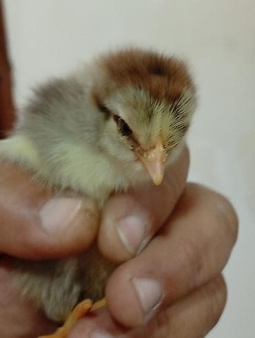 Cücələr: Toyuq cücələri, Damazlıq — 4