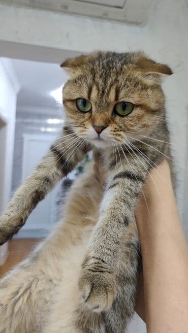 etibarli ellere it verirem: Qızıl şinşilla, Dişi, Yaxşı əllərə, Ünvandan götürmə — 1