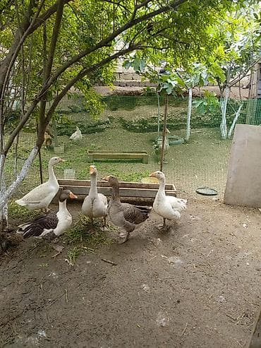 itlerin satisi 2017: Salam 8qazdi .1xoruzdu 40 manat .1lindadi yumurtlayir qalan 6si yerli — 1