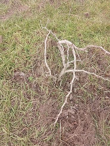 Satılır. Bakı üzüm sarı . birde nar ağacı . ikisidə şit torpaq