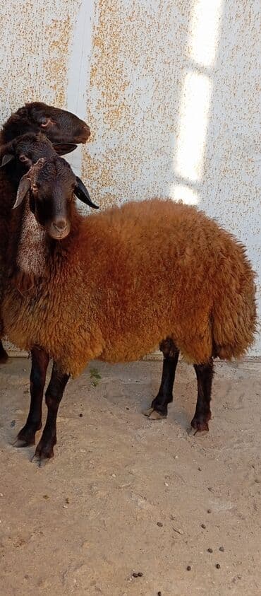 simental inekler azerbaycanda: Salam ünvan bakınin maştağa Kendi obşi 3 baş qoçlar qala sortu reyal — 4