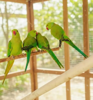 avcarka balaları: Yaşıl tutuquşu orjelya təklif olunur. Saglam 8 aylıq balalardı — 1