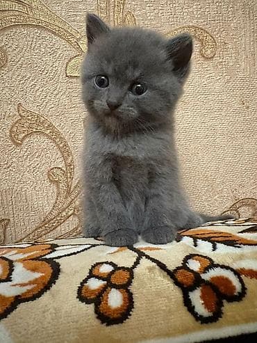 шотландская вислоухая кошка цена: Американская короткошерстная, Самец, Самка — 2