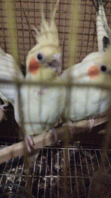 Great Wall: Başlıq: Aalbalı yanaqlı sarı nimfa tutuquşuları (Cockatiel) Məhsul — 1