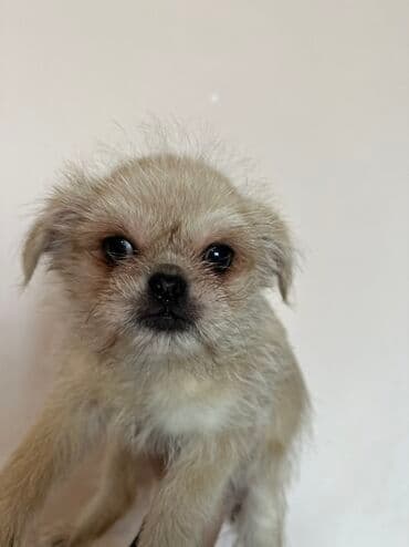 it cütləşdirmək: Pekines — 6