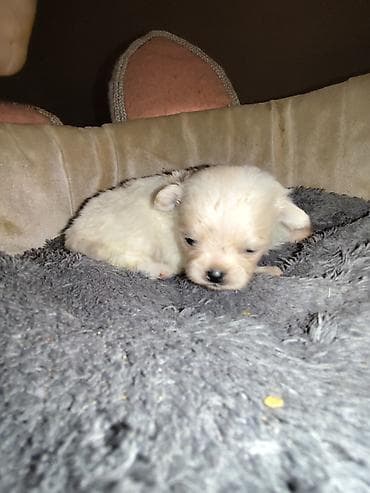 alabay itlerin satisi: Şpitz, 1 ay — 4