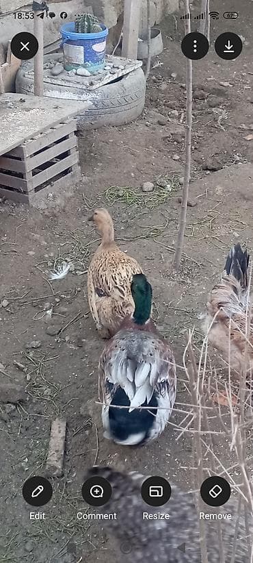 bildircin yumurtası satilir: Məhsul: Ördək balaları və yumurtaları Diqqət yalnız balalar satılır — 4