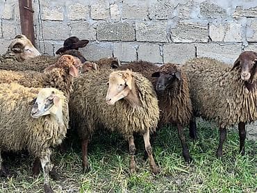 Бусы: 3 ay bordağ saxlanılmış quzular 40+ kq diri çəki,Tam sağlam . Qiymət — 3