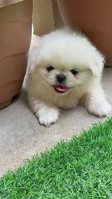 Pekines, 2 ay