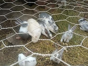 tovuz quwu: Məhsul: Ev şəraitində bəslənmiş dekorativ və ətlik dovşanlar Təsvir — 3