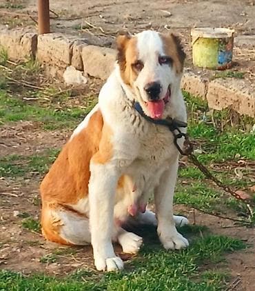 afcarka bala: Alabay, Dişi, Peyvəndli — 3