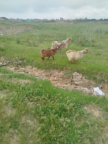 Məhsul: Keçilər (3 baş) Təsvir: - Şəkildə 3 baş keçi görünür: iki