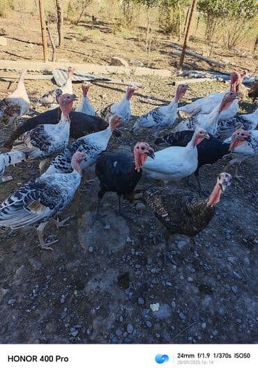 alman afcarkasi qiymeti: Salam hündüşqa satlr — 3