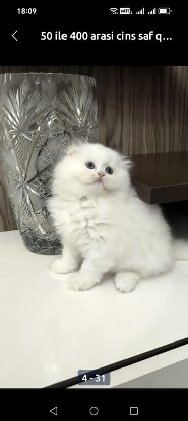 скоттиш рекс: Шотладская вислоухая — 2