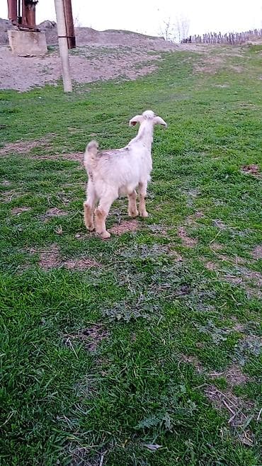 Camış: Salam heleb cebişleridir — 3