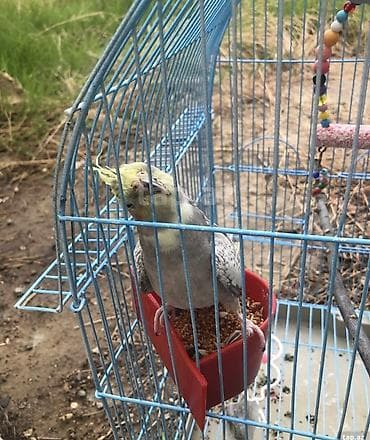 Karella yumru qefesi var yazarsiz ataram qefdsiji, 60azn biryerde