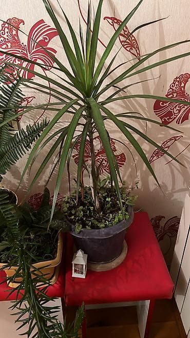 xetayi rayonu: Dipcek guleri — 1