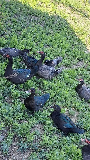 lal ördek: Erkək, Ətlik, Pulsuz çatdırılma — 4