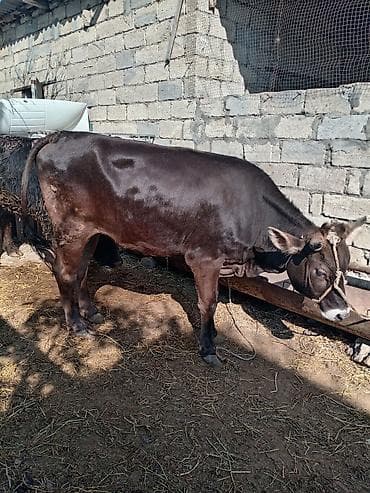 cins xoruzlar: Yalnız ətlik verilir — 1