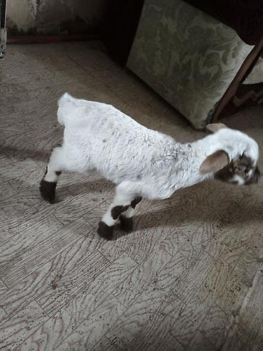 1heftelik ekizdi 1in satram balasının anasının südü azdır